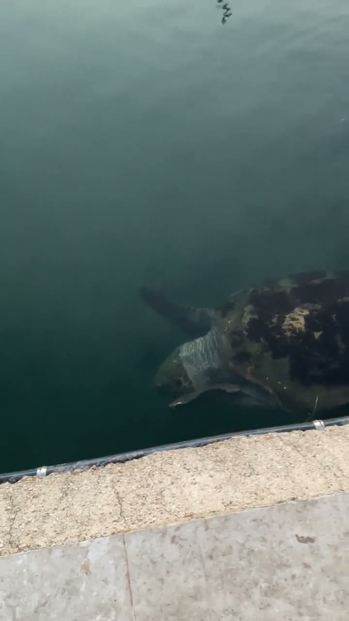 A sea turtle swimming beside the harbour wall, then the harbour at sunset