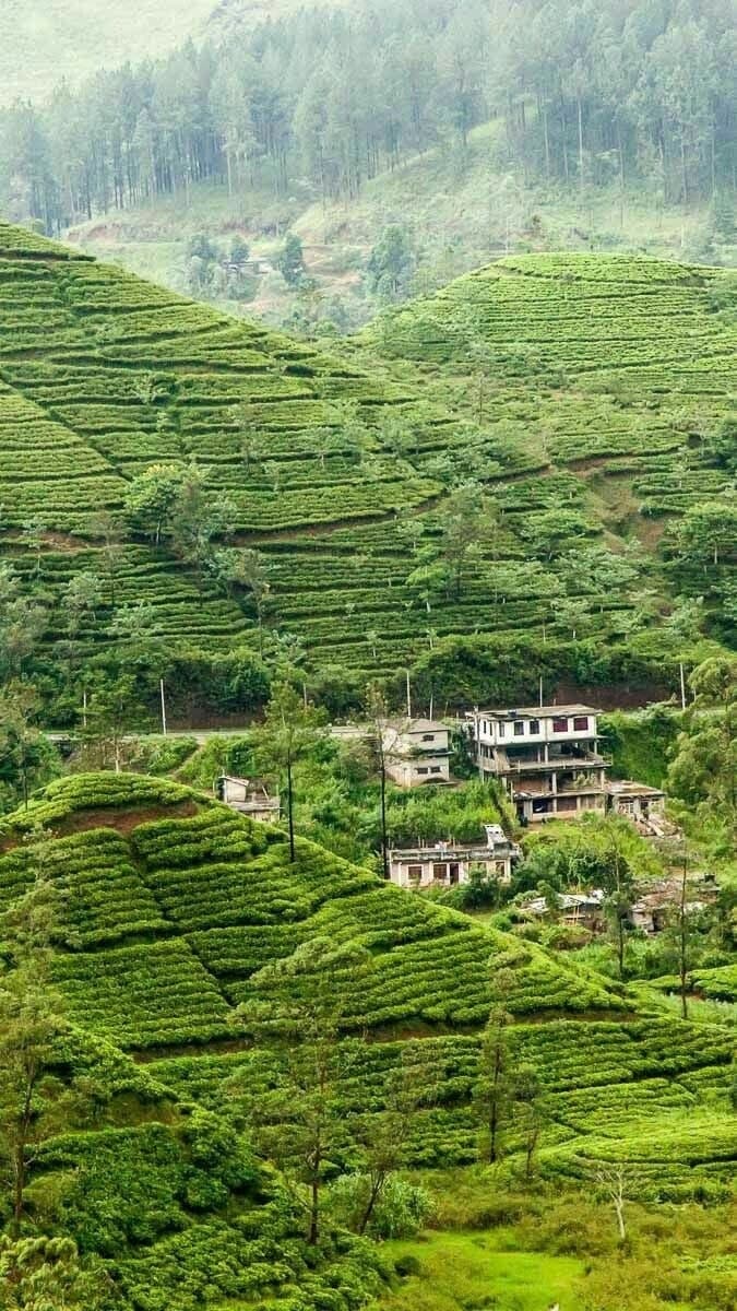 Green tea terraces on a hillside with houses scattered among them