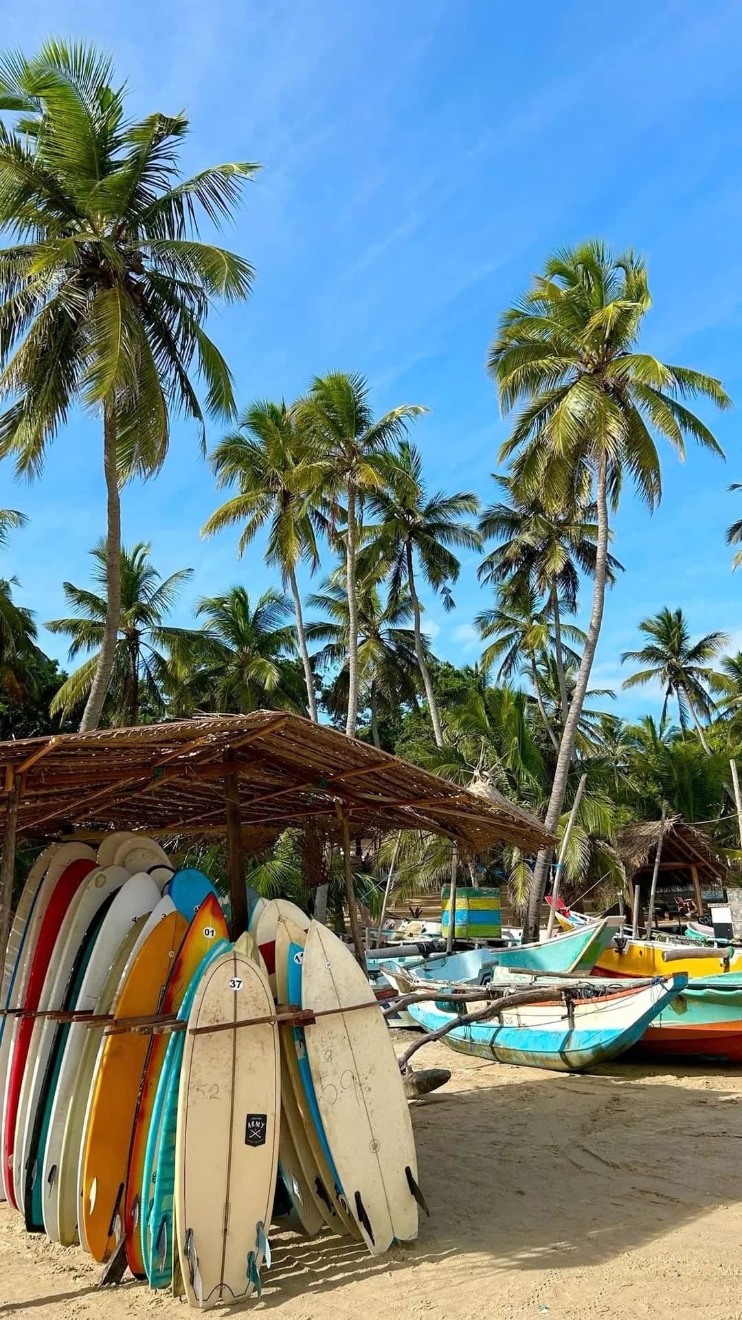 Colourful surfboards stacked under palm trees on a beach, fishing boats behind
